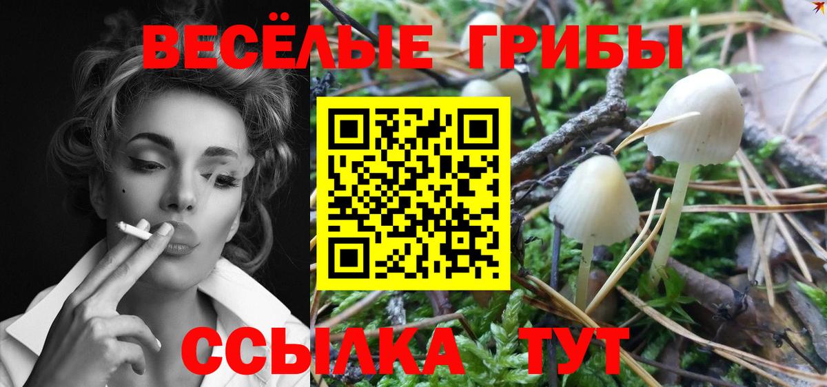 Галлюциногенные грибы Psilocybe Тулун